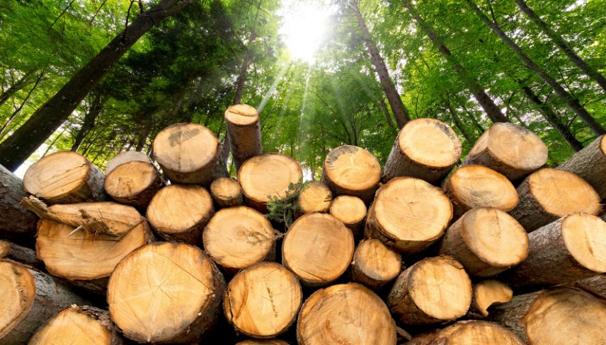 A stack of logs resting on the forest floor, surrounded by trees and foliage.