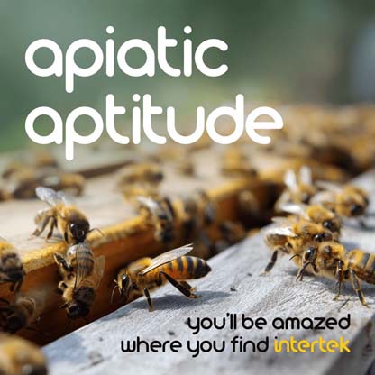 Bees on a wooden surface