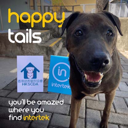 A dog on the sidewalk next to a sign of the HK Saving Cat and Dog Association 